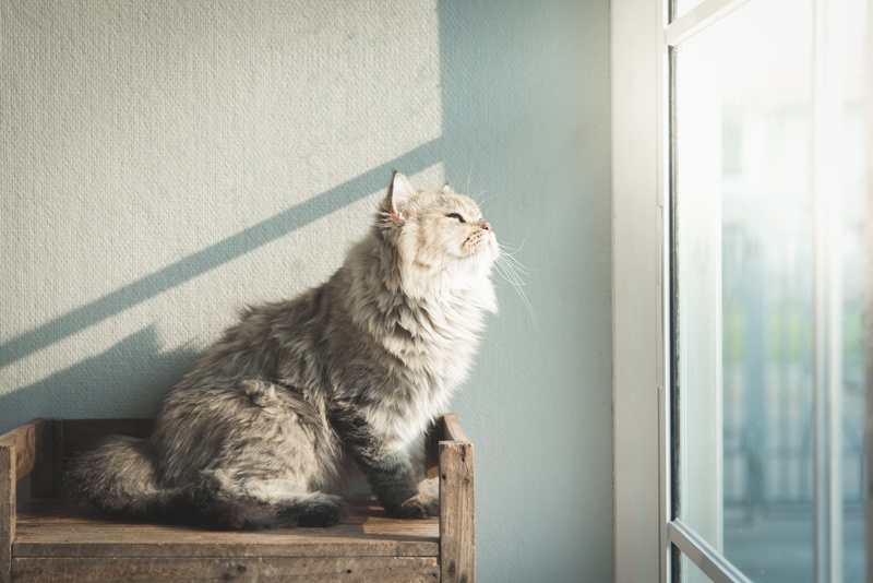 cat at window